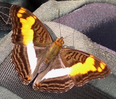 Adelpha thesprotia