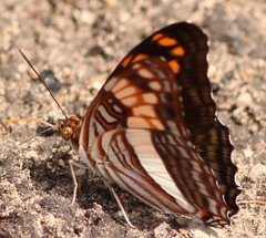 Adelpha thesprotia