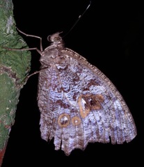 Amphidecta calliomma