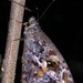 Amphidecta calliomma - Photo (c) Rich Hoyer, algunos derechos reservados (CC BY-NC-SA), subido por Rich Hoyer