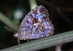 Amphidecta calliomma