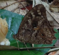 Amphidecta calliomma