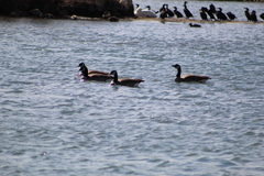 Branta canadensis