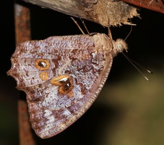 Amphidecta calliomma