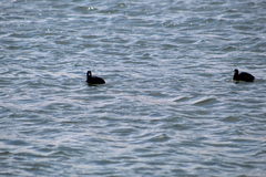 Fulica americana