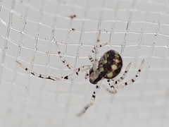 Theridion llano
