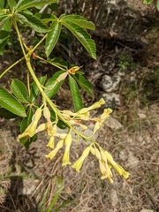 Aesculus pavia flavescens