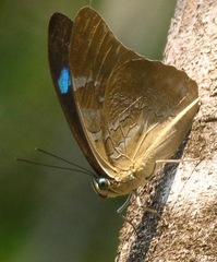 Mesoprepona pheridamas