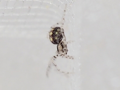 Theridion llano