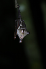 Hipposideros diadema