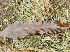Pleurophycus gardneri