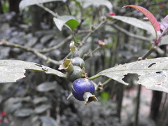 Psychotria nuda
