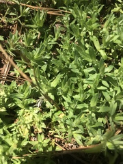 Chevreulia acuminata