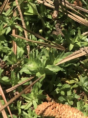 Chevreulia acuminata