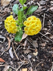 Lantana × hybrida