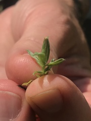 Chevreulia acuminata