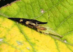 Polyglypta costata
