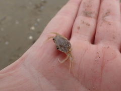 Liocarcinus vernalis
