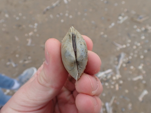 Pullet Carpet Shell, Wassenaar, Netherlands, photo 10 of 10