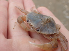Liocarcinus