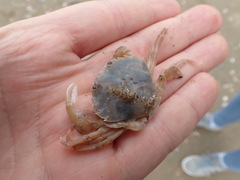 Liocarcinus