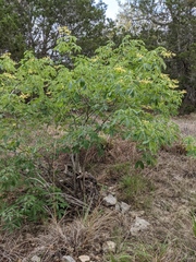 Aesculus pavia flavescens