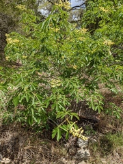 Aesculus pavia flavescens