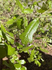Quercus boyntonii
