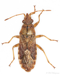 Orsillus depressus