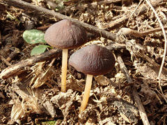 Strobilurus esculentus