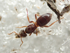 Lasius umbratus