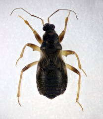 Alloeorhynchus flavipes