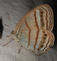 Caeruleuptychia twalela