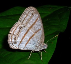 Caeruleuptychia twalela