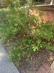 Quercus boyntonii