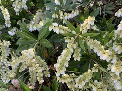 Pieris