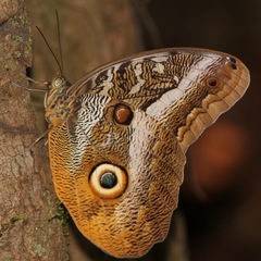 Caligo idomeneus
