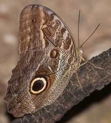 Caligo idomeneus