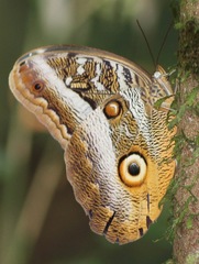 Caligo idomeneus