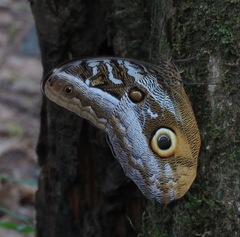 Caligo idomeneus
