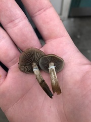 Psilocybe stuntzii