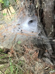 Porrhothele antipodiana