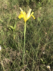 Iris xiphium lusitanica