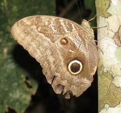 Caligo idomeneus