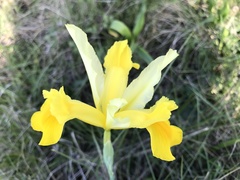 Iris xiphium lusitanica