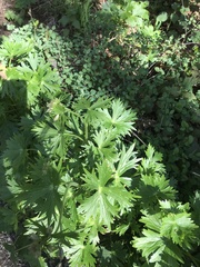 Delphinium trolliifolium