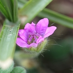 Geranium molle