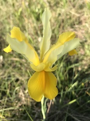 Iris xiphium lusitanica