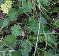Geranium molle