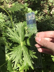 Delphinium trolliifolium